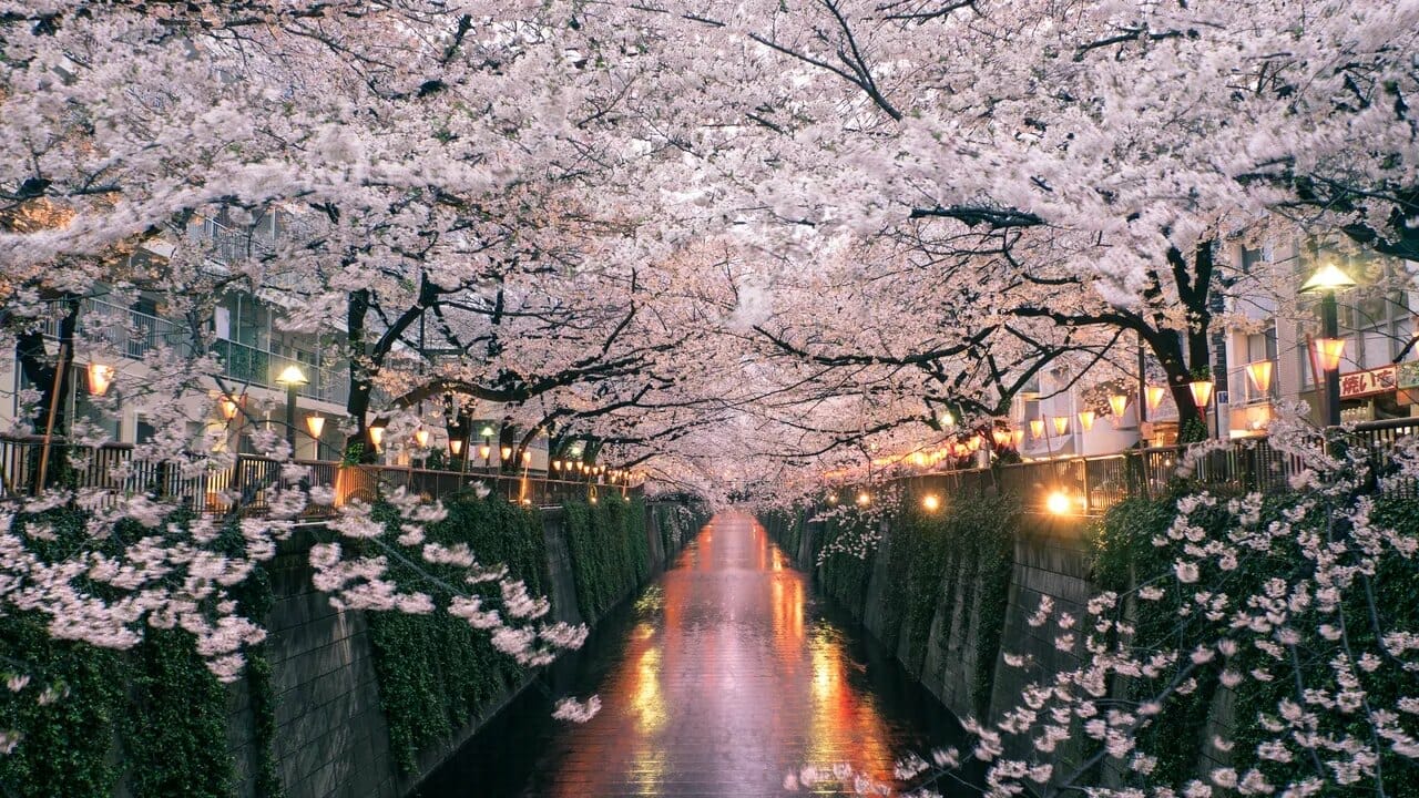 Popping My Cherry Blossom: Trip Planning - The MileLion